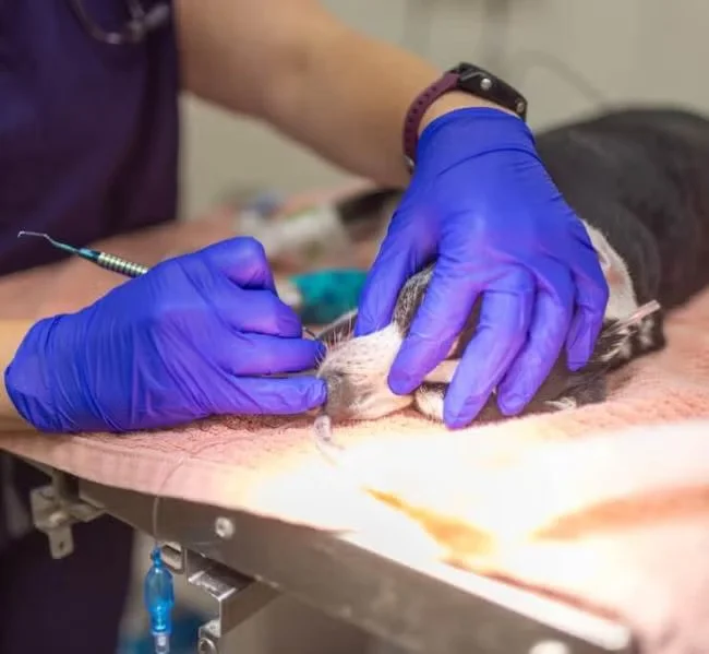 Two Veterinarian staff injecting a dog
