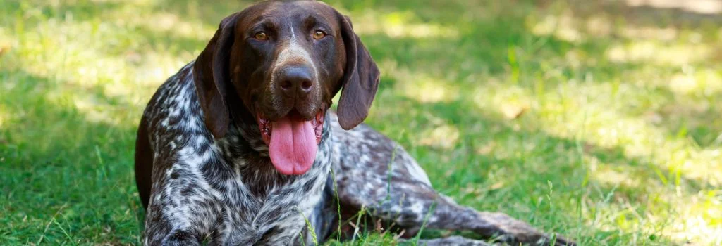 pointer dog lying in green grass outdoors