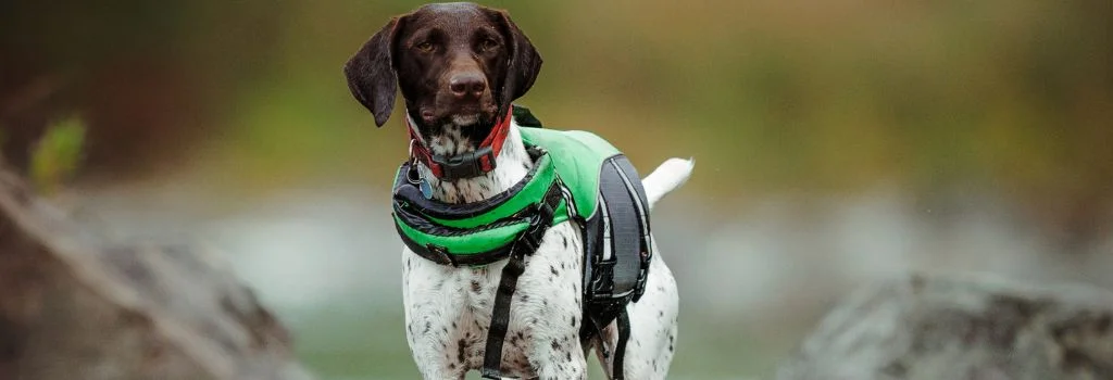 pointer dog standing outdoors