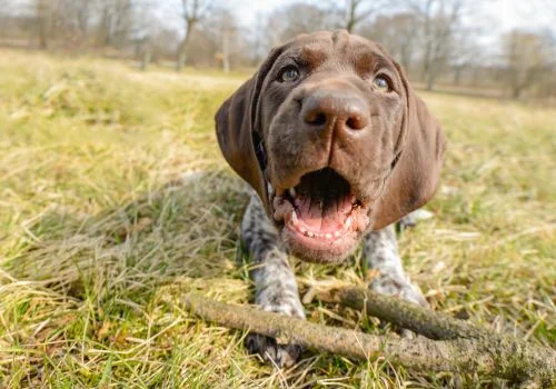 pointer dog with stick playing outdoors
