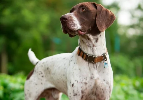 pointer dog standing outdoors