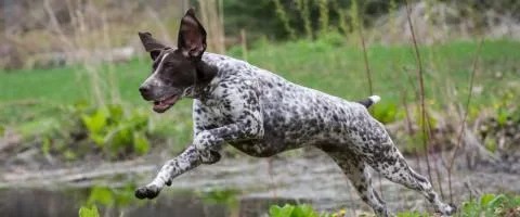 pointer dog running in outdoors