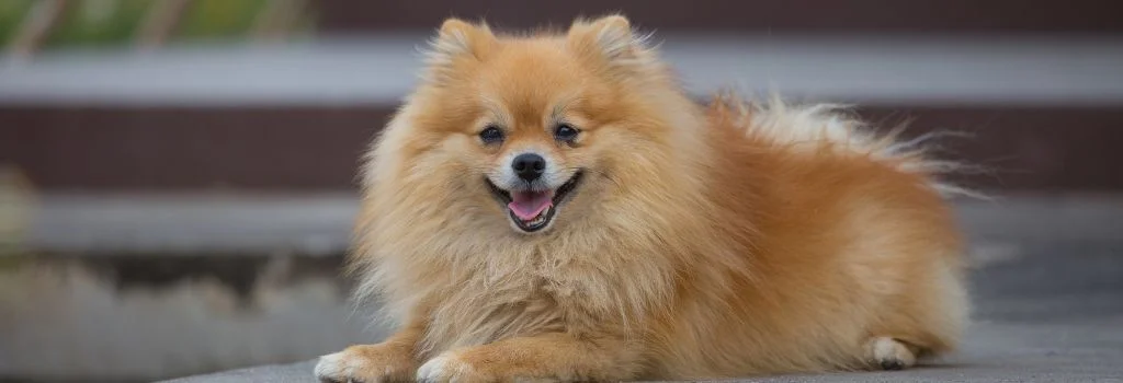 pomeranian dog lying outdoors