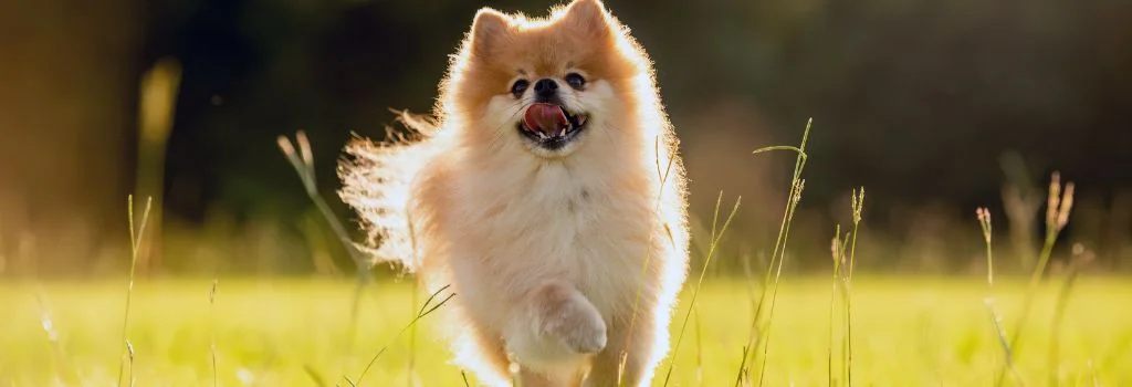 pomeranian dog running outdoors