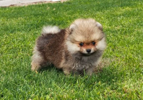 pomeranian puppy standing in green grass outdoors