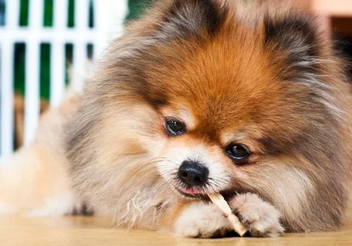 pomeranian playing stick indoors