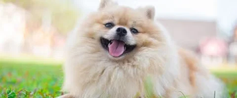 pomeranian dog lying in green grass