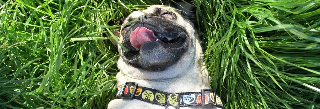 pug dog lying in green grass outdoors