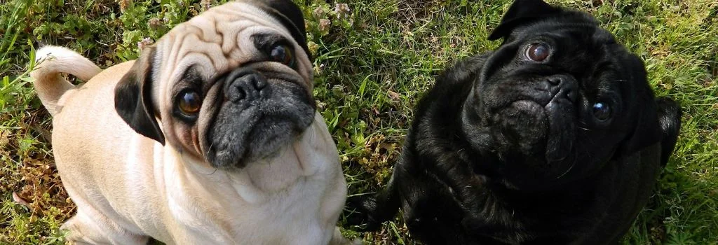 two pug puppies looking outdoors