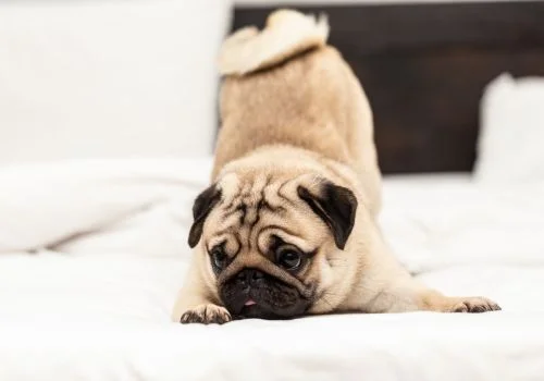 pug lying in bed outdoors