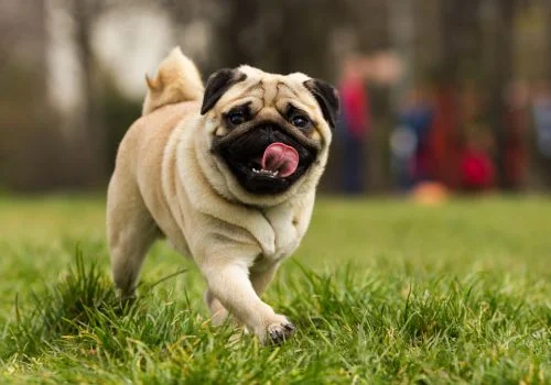 pug standing green grass outdoors