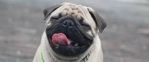 pug breed smiling outdoors