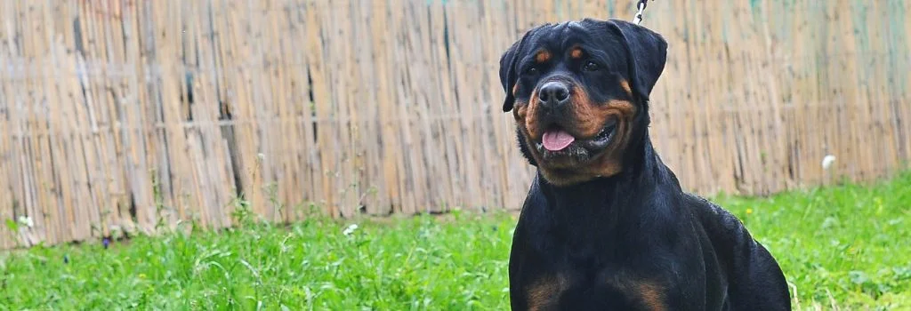 rottweiler standing outdoors