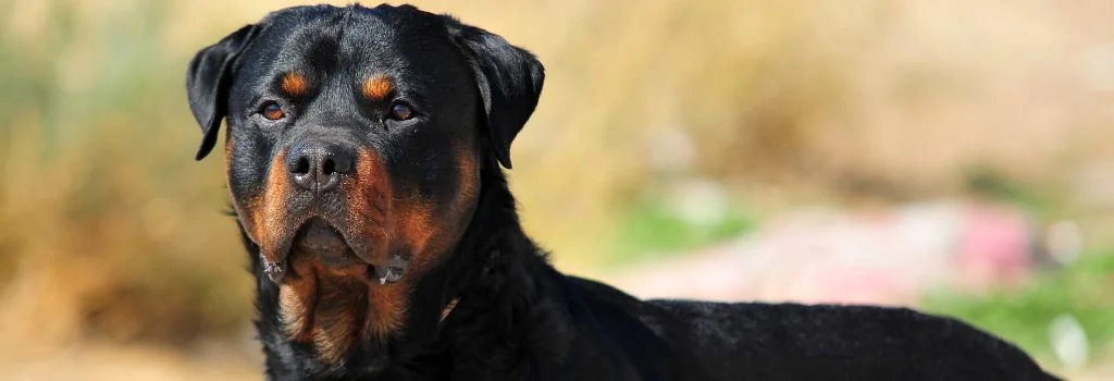rottweiler dog staring outdoors