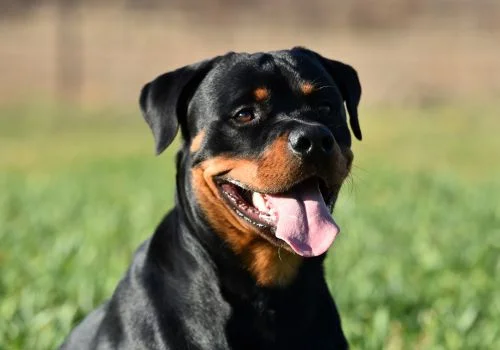 rottweiler dog staring outdoors