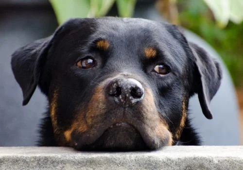 rottweiler dog staring outdoors
