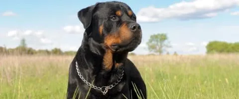 rootweiler dog standing outdoors