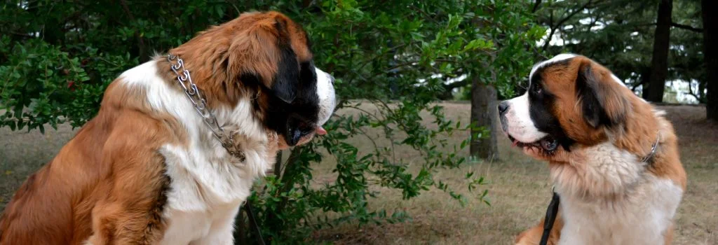two saint bernard dogs staring at each other
