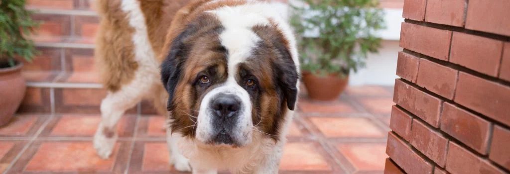 saint bernard staring outdoors