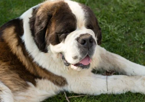 saint bernard dog lying in green grass
