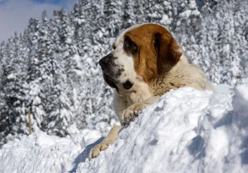 saint bernard lying in snow
