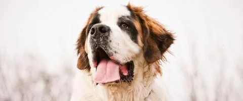 saint bernand dog standing outdoors