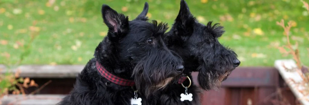 scottish terrier dogs staring outdoors