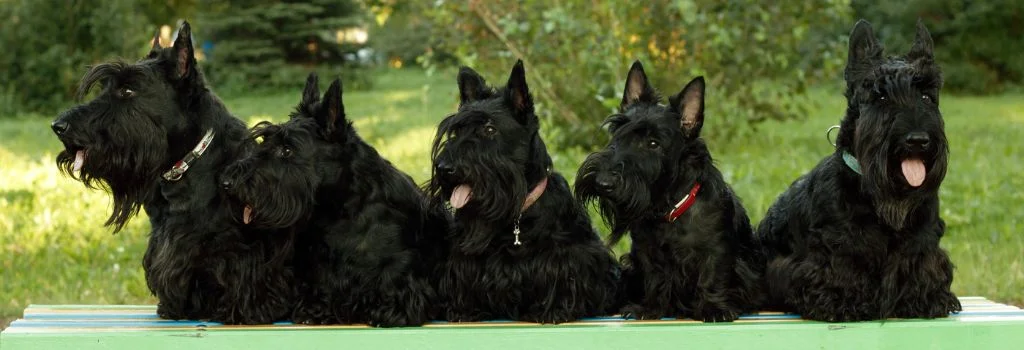scottish terrier dogs sitting outdoors