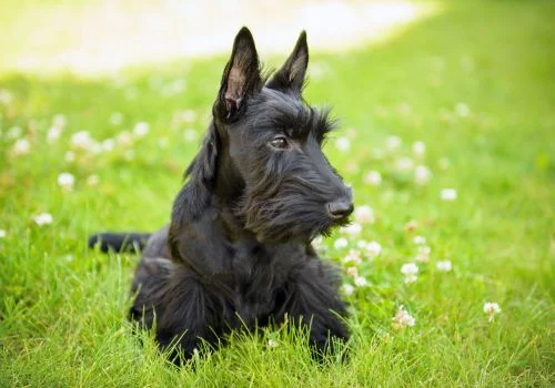 scottish terrier dog lying in green grass