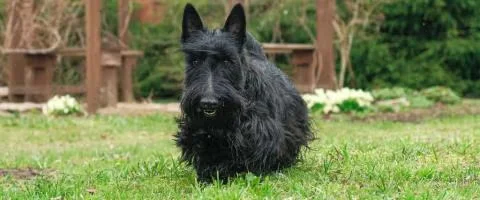 scottish terrier dog standing green grass