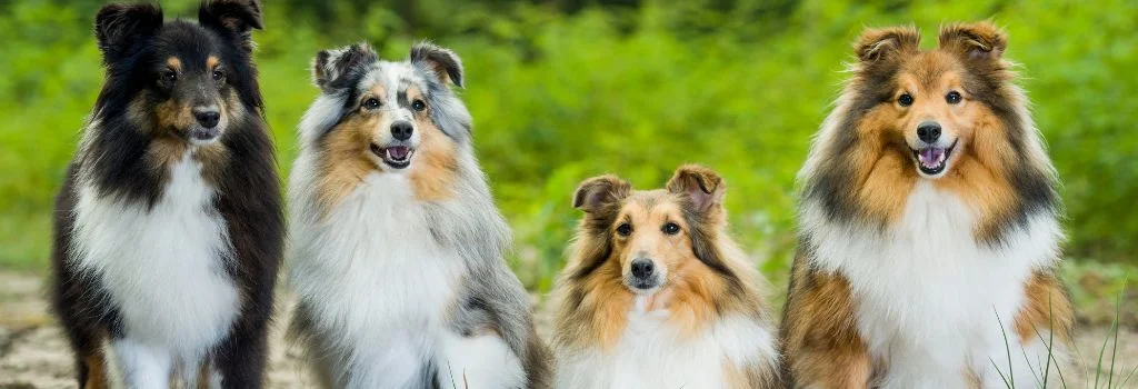 group of shetland sheepdogs staring outdoors