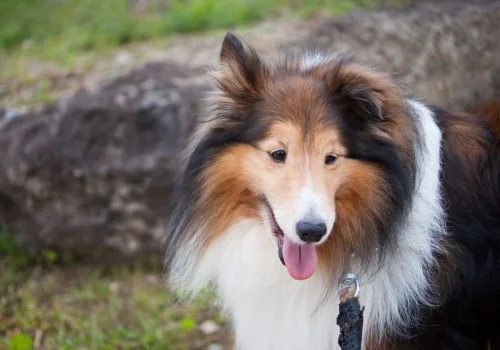 shetland sheepdog staring outdoors