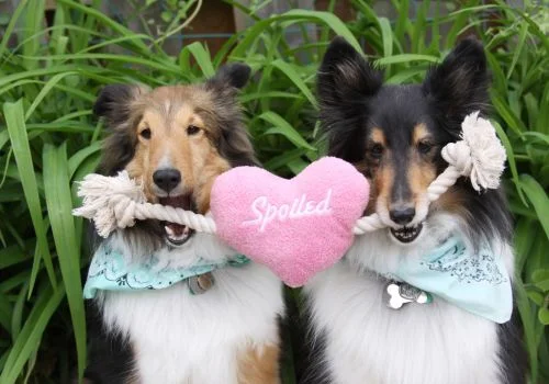 shetland sheepdog biting rope