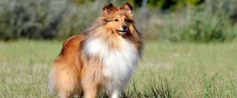 shetland sheepdog standing outdoors