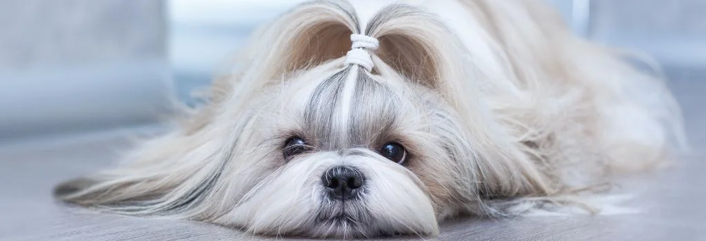 shih tzu relaxing indoors