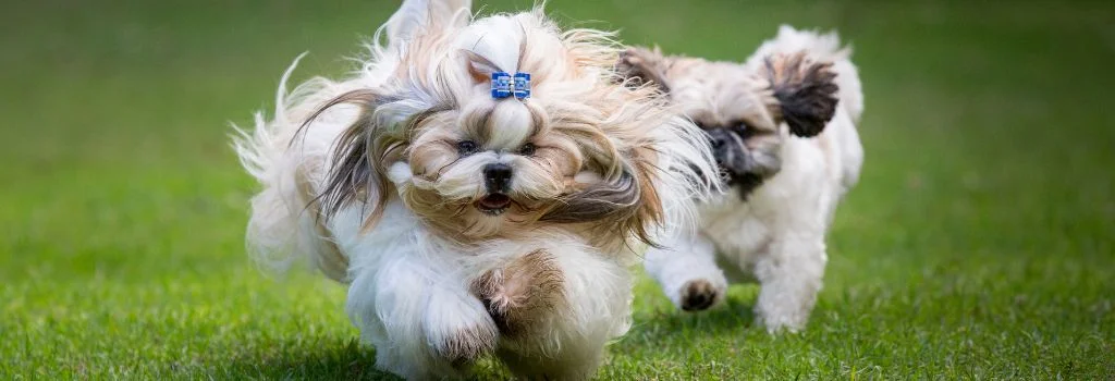 shih tzu running outdoors