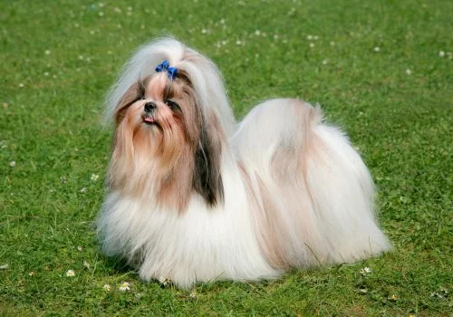 shih tzu lying in green grass outdoors
