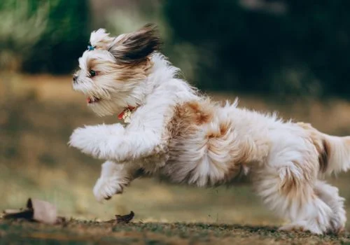 shih tzu running outdoors