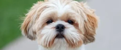 shih tzu dog staring outdoors
