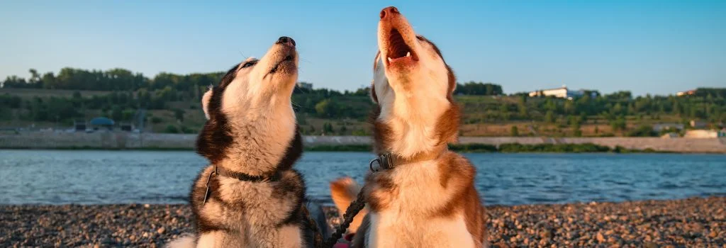 two siberian dog howling outdoors