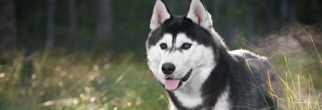 siberian husky smiling outdoors