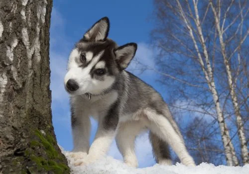 siberian puppy staring outdoors