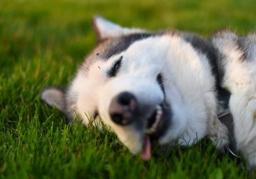 siberian puppy lying in green grass