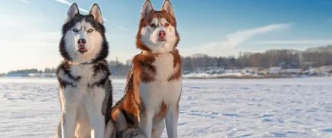 two siberian husky standing in snow