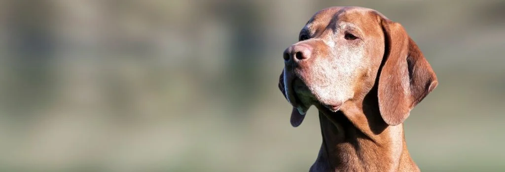 vizsla dog staring outdoors