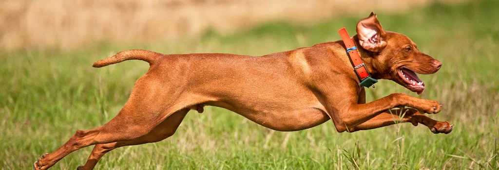 vizsla dog jumping outdoors