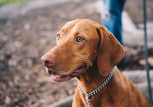 vizsla dog staring outdoors
