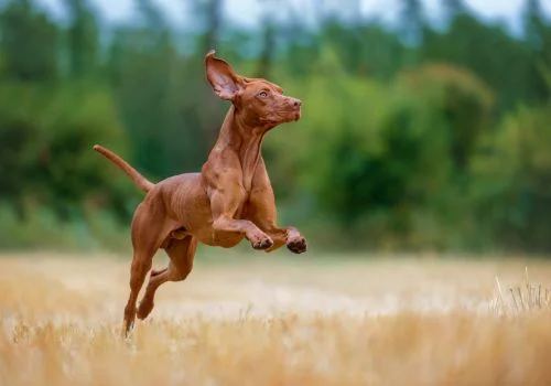 vizsla dog jumping outdoors