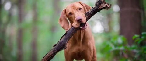 vizsla dog biting stick outdoors