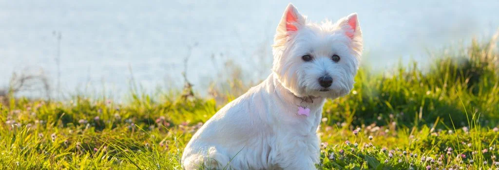 west highland terrier sitting green grass
